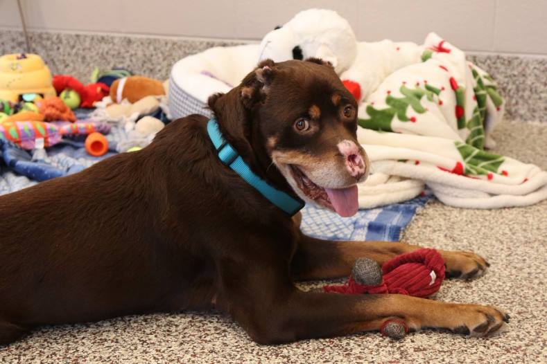 Köpeklerin Kulakları Neden Kesilir